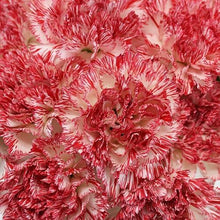 Load image into Gallery viewer, Peppermint Carnations - Standard - 48LongStems.com
