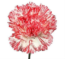 Load image into Gallery viewer, Peppermint Carnations - Standard - 48LongStems.com
