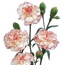 Load image into Gallery viewer, Peppermint Mini Carnations - 48LongStems.com
