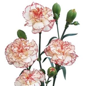 Peppermint Mini Carnations - 48LongStems.com