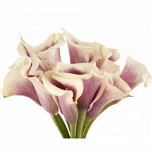 Load image into Gallery viewer, Picasso Mini Calla Lilies - Wholesale - 48LongStems.com

