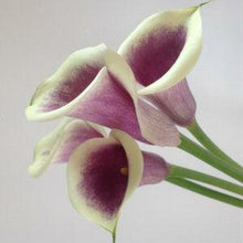 Load image into Gallery viewer, Picasso Mini Calla Lilies - Wholesale - 48LongStems.com
