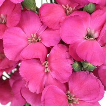 Pink Amazon Dianthus - Wholesale - 48LongStems.com