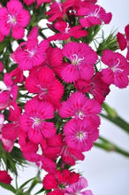 Load image into Gallery viewer, Pink Amazon Dianthus - Wholesale - 48LongStems.com
