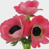 Pink Anemone - 48LongStems.com