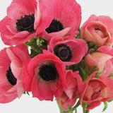 Pink Anemone - 48LongStems.com