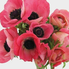 Load image into Gallery viewer, Pink Anemone - 48LongStems.com
