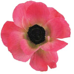 Pink Anemone - 48LongStems.com