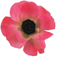 Load image into Gallery viewer, Pink Anemone - 48LongStems.com
