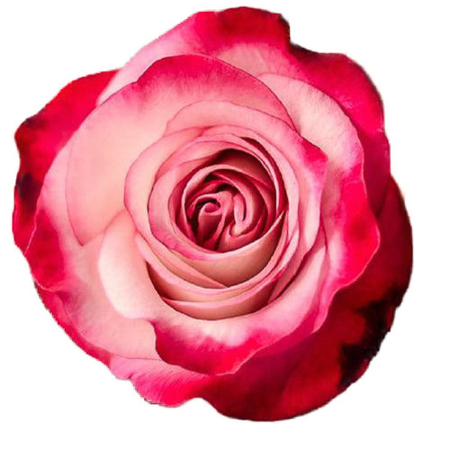 Pink Farfalla Bi-Color Pink Roses Wholesale - 48LongStems.com