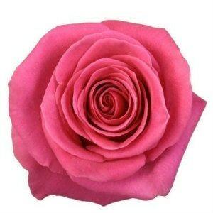 Pink Floyd Pink Roses Wholesale - 48LongStems.com
