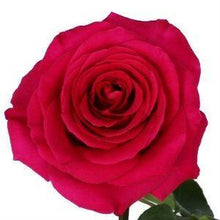 Load image into Gallery viewer, Pink Floyd Pink Roses Wholesale - 48LongStems.com
