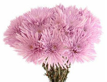 Load image into Gallery viewer, Pink-Lavender Anastasia Spider Mum - 48LongStems.com
