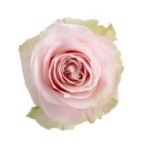 Pink Mondial Roses Wholesale - 48LongStems.com