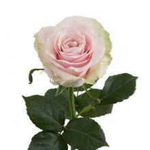 Load image into Gallery viewer, Pink Mondial Roses Wholesale - 48LongStems.com
