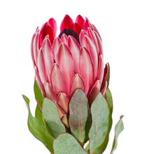 Load image into Gallery viewer, Pink Protea, 40cm - Wholesale - 48LongStems.com
