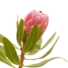 Load image into Gallery viewer, Pink Protea, 40cm - Wholesale - 48LongStems.com
