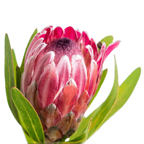 Pink Protea, 40cm - Wholesale - 48LongStems.com