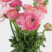 Load image into Gallery viewer, Pink Ranunculus - 48LongStems.com
