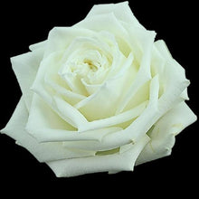 Load image into Gallery viewer, Playa Blanca White Roses Wholesale - 48LongStems.com
