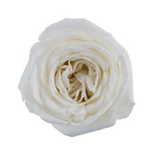 Load image into Gallery viewer, Playa Blanca White Roses Wholesale - 48LongStems.com
