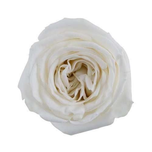 Playa Blanca White Roses Wholesale - 48LongStems.com