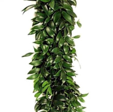 Load image into Gallery viewer, Podocarpus Nagi Fresh Green Garland - 48LongStems.com
