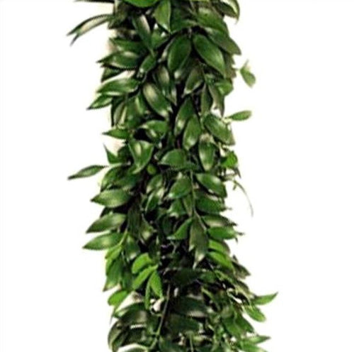 Podocarpus Nagi Fresh Green Garland - 48LongStems.com