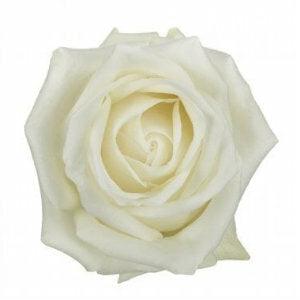 Polar Star White Roses Wholesale - 48LongStems.com