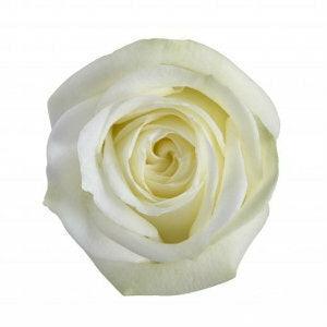 Polo White Roses Wholesale - 48LongStems.com