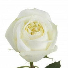 Load image into Gallery viewer, Polo White Roses Wholesale - 48LongStems.com
