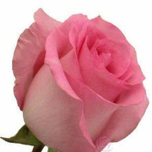 Load image into Gallery viewer, Priceless Pink Roses Wholesale - 48LongStems.com

