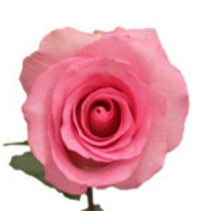 Priceless Pink Roses Wholesale - 48LongStems.com