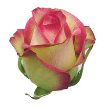 Load image into Gallery viewer, Prime Time Bi-Color Pink Roses Wholesale - 48LongStems.com
