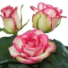 Load image into Gallery viewer, Prime Time Bi-Color Pink Roses Wholesale - 48LongStems.com
