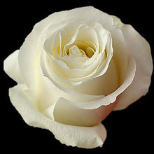 Load image into Gallery viewer, Proud White Roses Wholesale - 48LongStems.com

