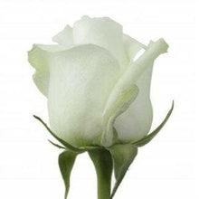 Load image into Gallery viewer, Proud White Roses Wholesale - 48LongStems.com
