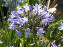 Load image into Gallery viewer, Purple Agapanthus - Wholesale - 48LongStems.com
