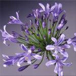 Load image into Gallery viewer, Purple Agapanthus - Wholesale - 48LongStems.com
