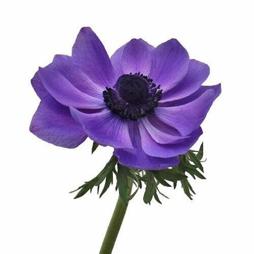 Purple Anemone - 48LongStems.com