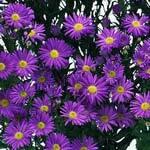Load image into Gallery viewer, Purple Aster - 48LongStems.com
