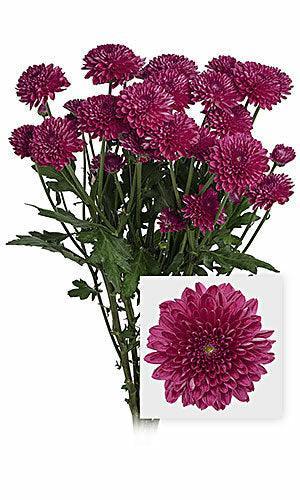 Ivory Button Mums Wholesale Purple Button Mums | Bulk Purple Button Mum – 48LongStems.com