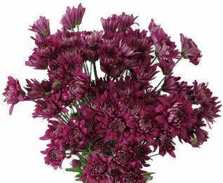 Purple Cushion Mums - 48LongStems.com