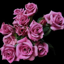 Load image into Gallery viewer, Purple Sky Purple Spray Roses - 40cm - 48LongStems.com
