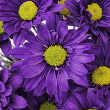 Load image into Gallery viewer, Purple Tinted Daisies - Wholesale - 48LongStems.com
