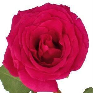 Queenberry Pink Roses Wholesale - 48LongStems.com
