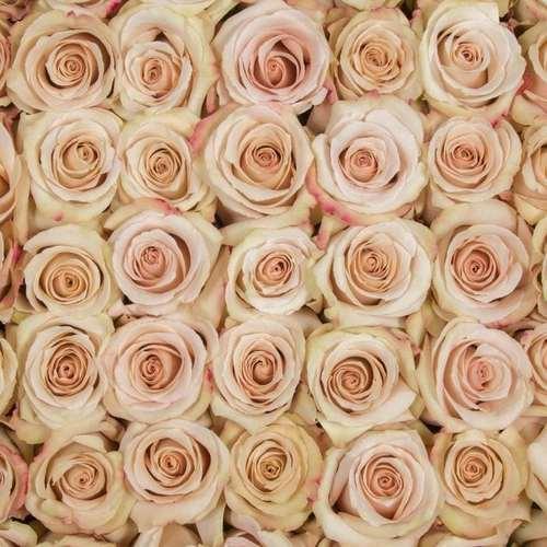 Quicksand Cream Roses Wholesale - 48LongStems.com