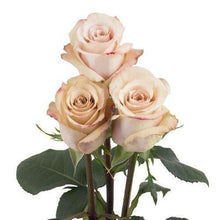 Load image into Gallery viewer, Quicksand Cream Roses Wholesale - 48LongStems.com
