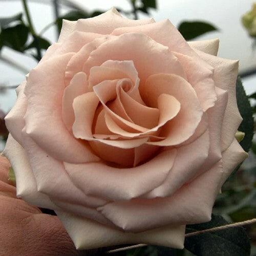 quicksand rose seeds Wholesale Quicksand Cream Roses