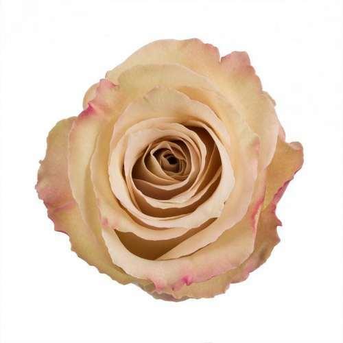 Quicksand Cream Roses Wholesale - 48LongStems.com